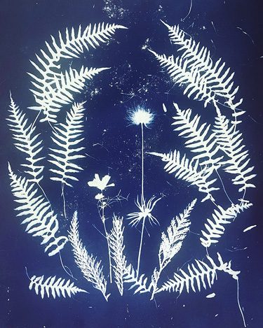 Dilys Anderson-Fern