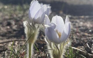 Dilys Anderson Pasque Flowers in white