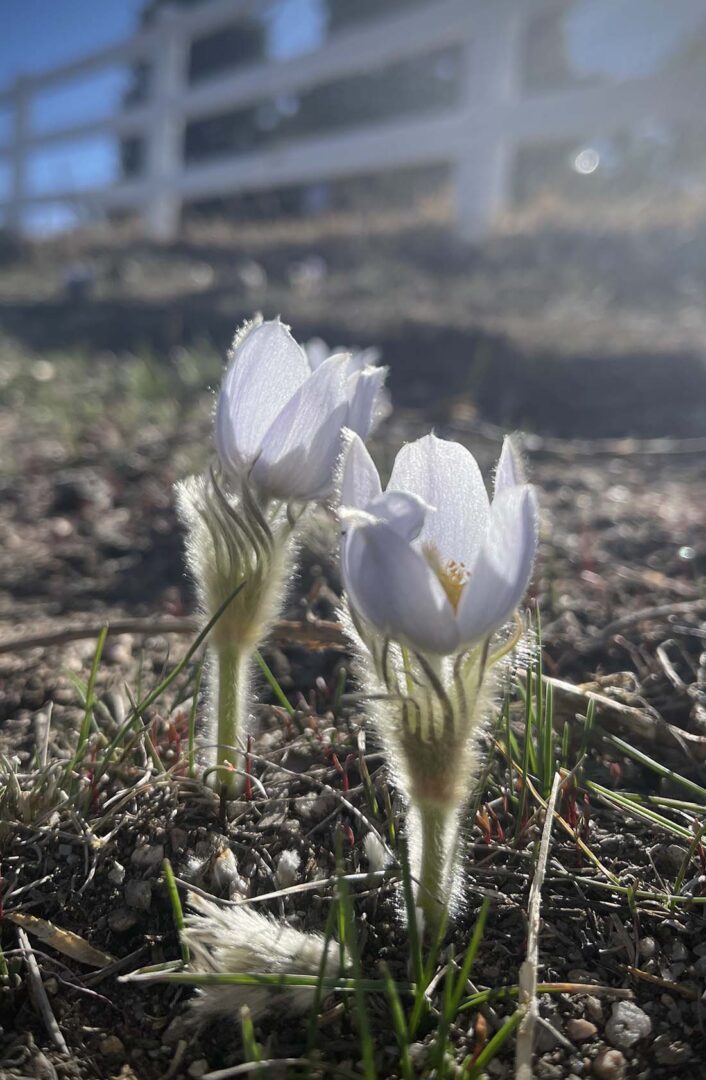 Dilys Anderson Pasque Flowers in white