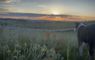 View of dog looking at the sunset