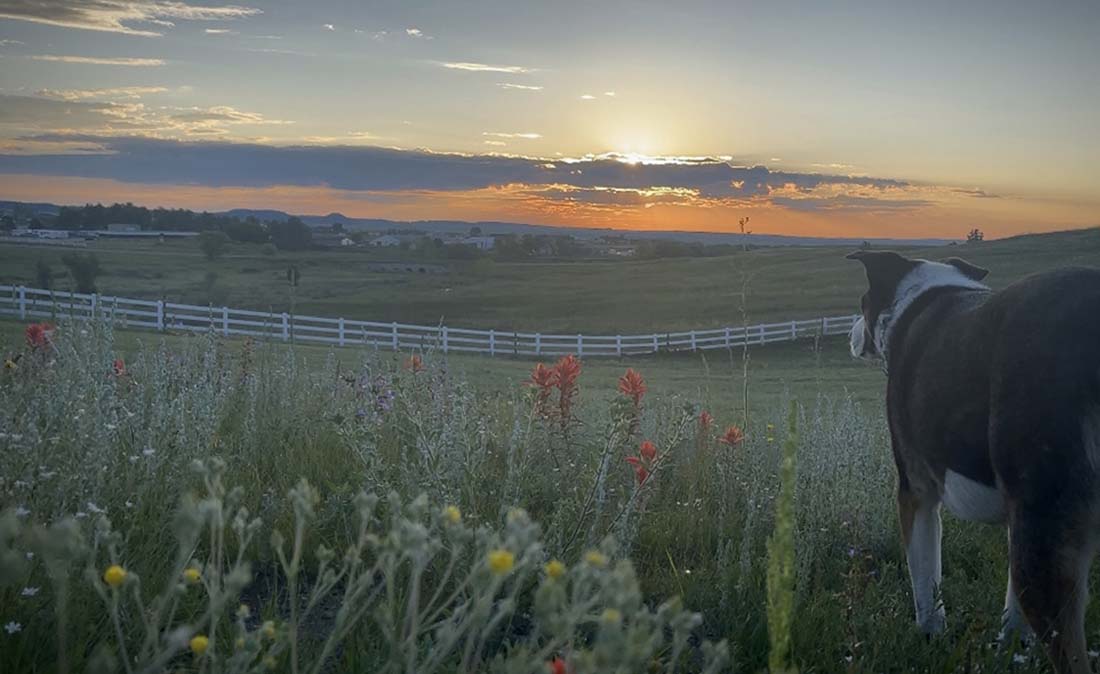 View of dog looking at the sunset